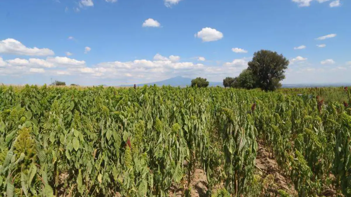 plantios de amaranto